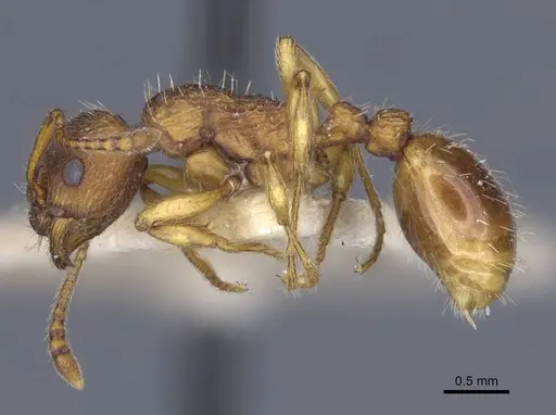 Myrmica hellenica - CASENT0916891