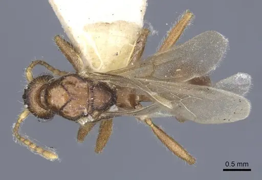 Myrmica hellenica - CASENT0916892