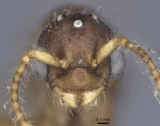 Myrmica hellenica - CASENT0916892