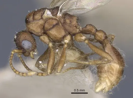 Myrmica hellenica - CASENT0916892