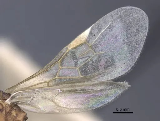 Myrmica hellenica - CASENT0916892