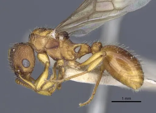 Myrmica hellenica - CASENT0916893