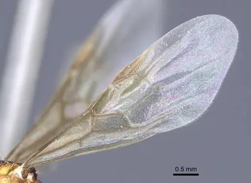 Myrmica hellenica - CASENT0916893