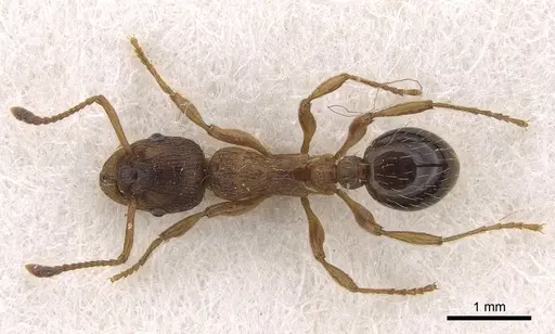 Myrmica hellenica - CASENT0922792