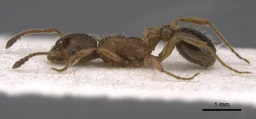 Myrmica hellenica - CASENT0922792