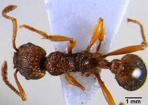 Myrmica hellenica - CFH000022