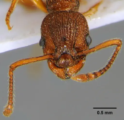 Myrmica hellenica - CFH000022