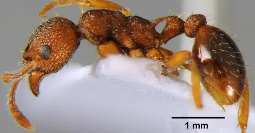 Myrmica hellenica - CFH000022