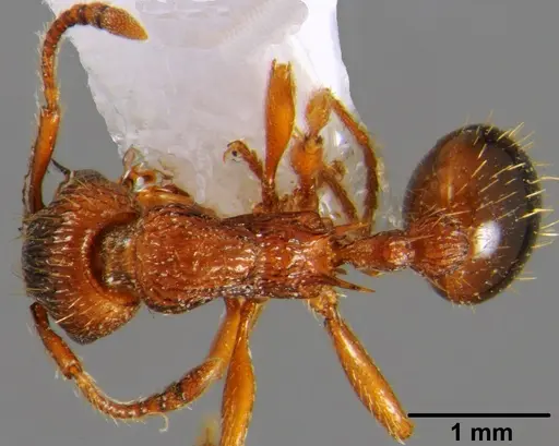 Myrmica hellenica - CSH000040