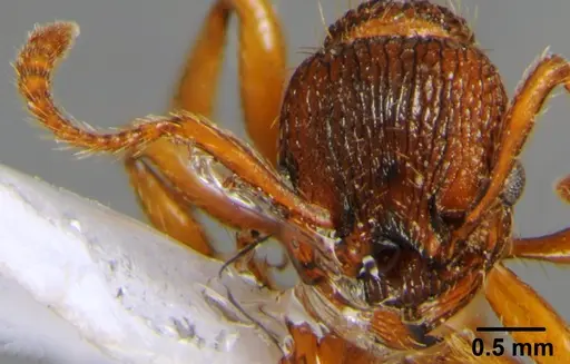 Myrmica hellenica - CSH000040