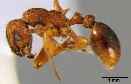 Myrmica hellenica - CSH000040