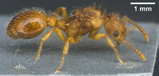 Myrmica hirsuta specimen