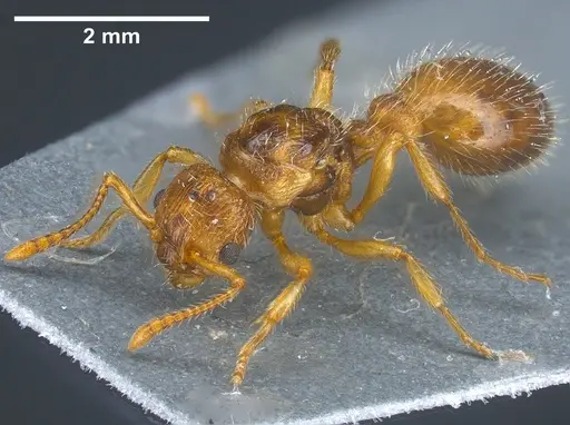 Myrmica hirsuta specimen