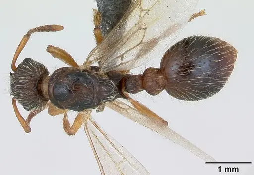 Myrmica hirsuta - CASENT0172757