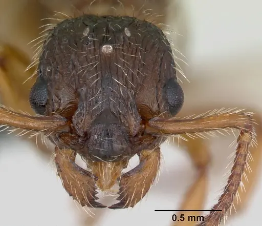 Myrmica hirsuta - CASENT0172757