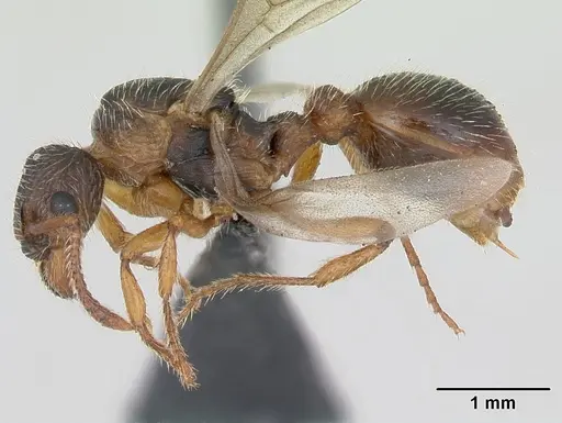 Myrmica hirsuta - CASENT0172757