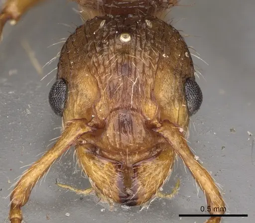 Myrmica hirsuta - CASENT0900279