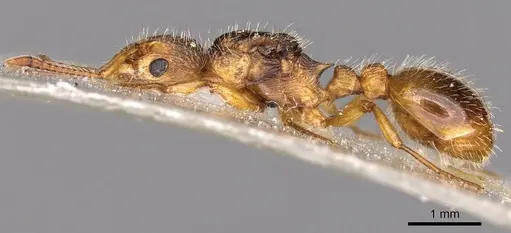 Myrmica hirsuta - CASENT0900279