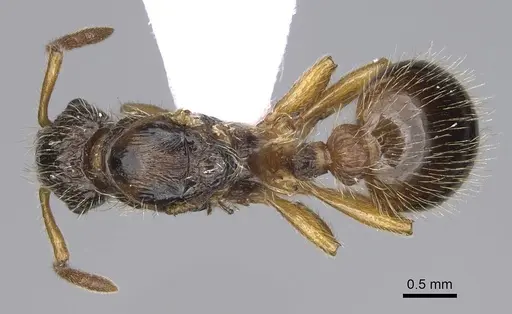 Myrmica hirsuta - CASENT0914241