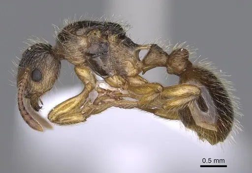 Myrmica hirsuta - CASENT0914241
