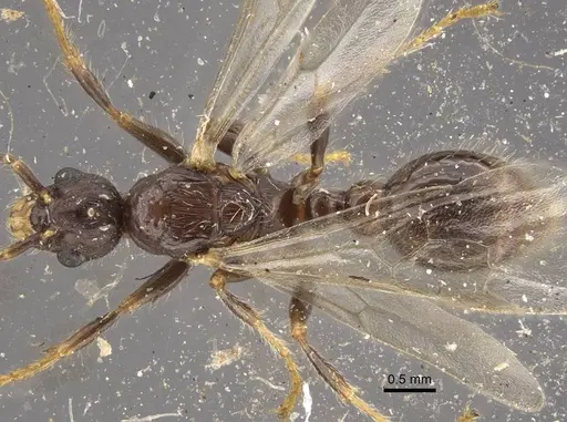 Myrmica hirsuta - CASENT0917685