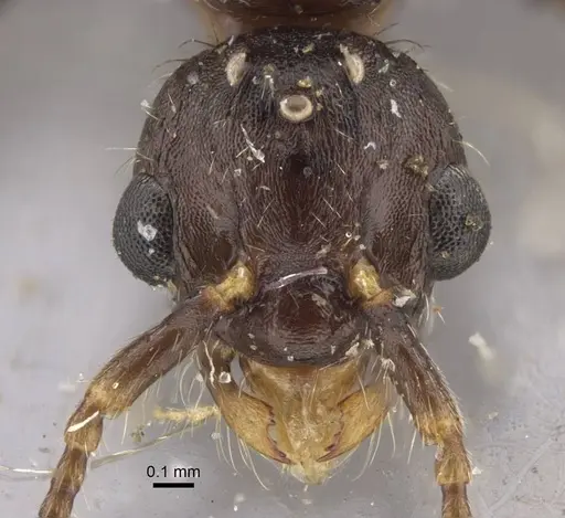 Myrmica hirsuta - CASENT0917685