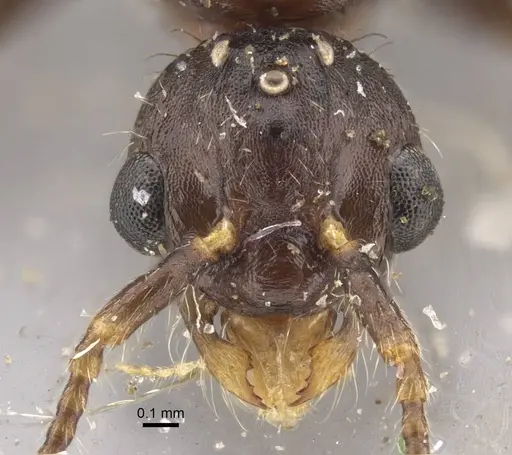 Myrmica hirsuta - CASENT0917685