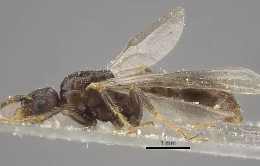 Myrmica hirsuta - CASENT0917685