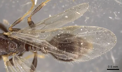 Myrmica hirsuta - CASENT0917685