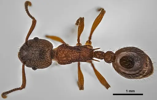 Myrmica incompleta specimen