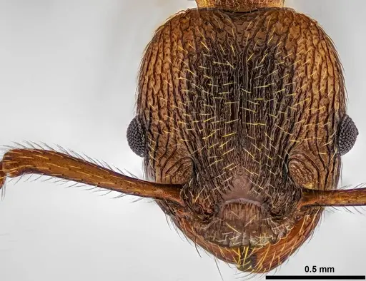 Myrmica incompleta specimen