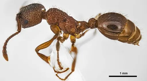 Myrmica incompleta specimen