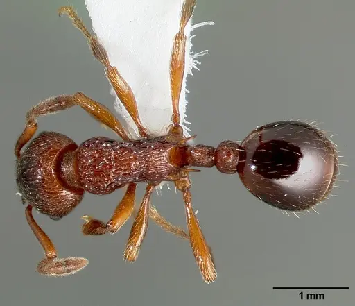 Myrmica incompleta - CASENT0005703