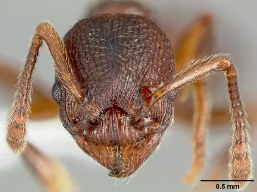 Myrmica incompleta - CASENT0005703