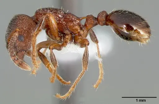 Myrmica incompleta - CASENT0005703
