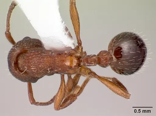 Myrmica incompleta - CASENT0179858
