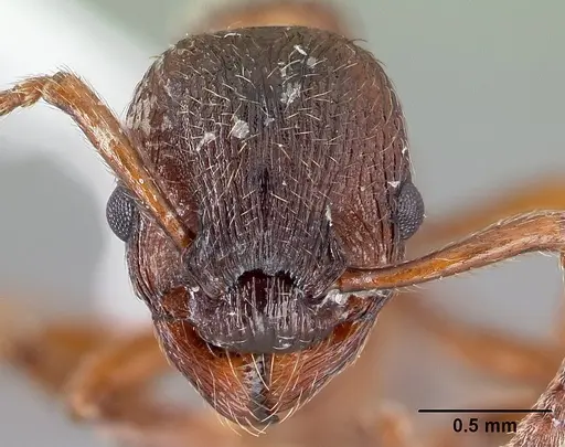Myrmica incompleta - CASENT0179858
