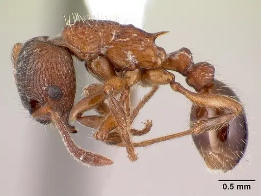 Myrmica incompleta - CASENT0179858