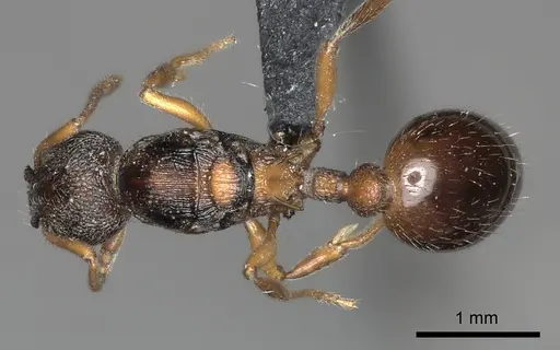 Myrmica incompleta - CASENT0217892