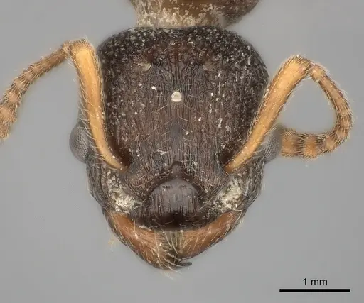 Myrmica incompleta - CASENT0217892