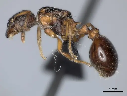 Myrmica incompleta - CASENT0217892