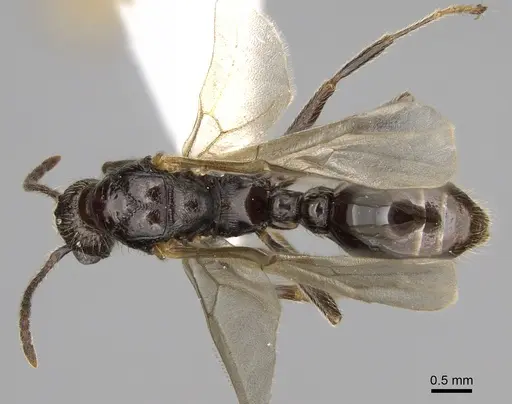 Myrmica incompleta - CASENT0862446