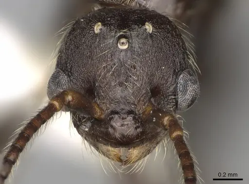 Myrmica incompleta - CASENT0862446