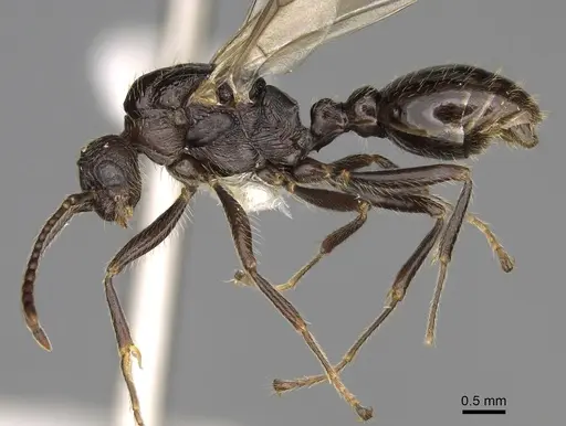 Myrmica incompleta - CASENT0862446