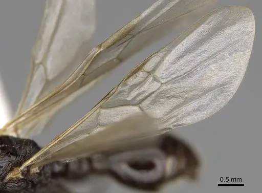 Myrmica incompleta - CASENT0862446