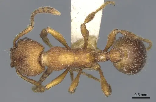 Myrmica incompleta - CASENT0904079