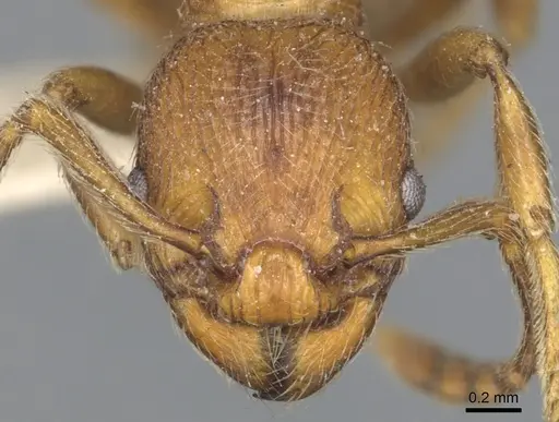 Myrmica incompleta - CASENT0904079