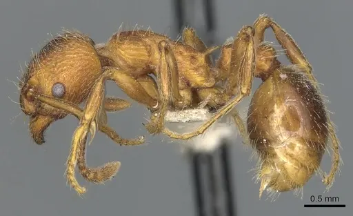 Myrmica incompleta - CASENT0904079
