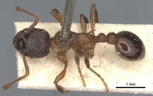 Myrmica incompleta - CASENT0904080