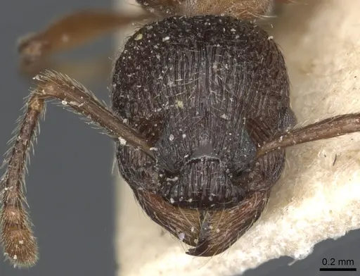 Myrmica incompleta - CASENT0904080